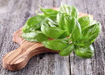 Growing Basil in Australia Seeds of Plenty