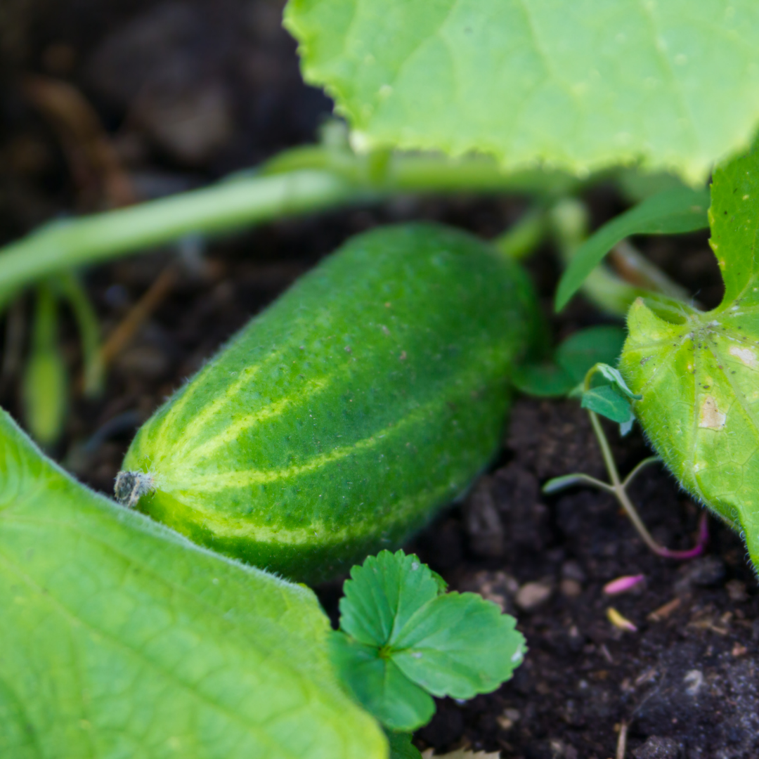 Cucumbers: How to Grow in Australia - Seeds of Plenty
