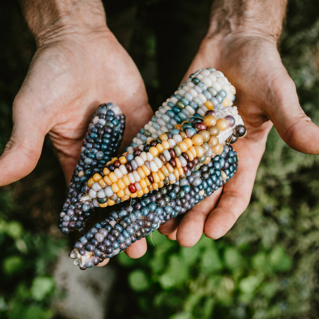 How To Grow Glass Gem Corn In Australia Seeds Of Plenty how-to-grow-glass-gem-corn-in-australia-seeds-of-plenty