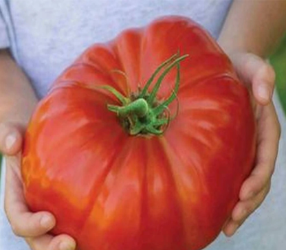 Growing Tomatoes in Australia
