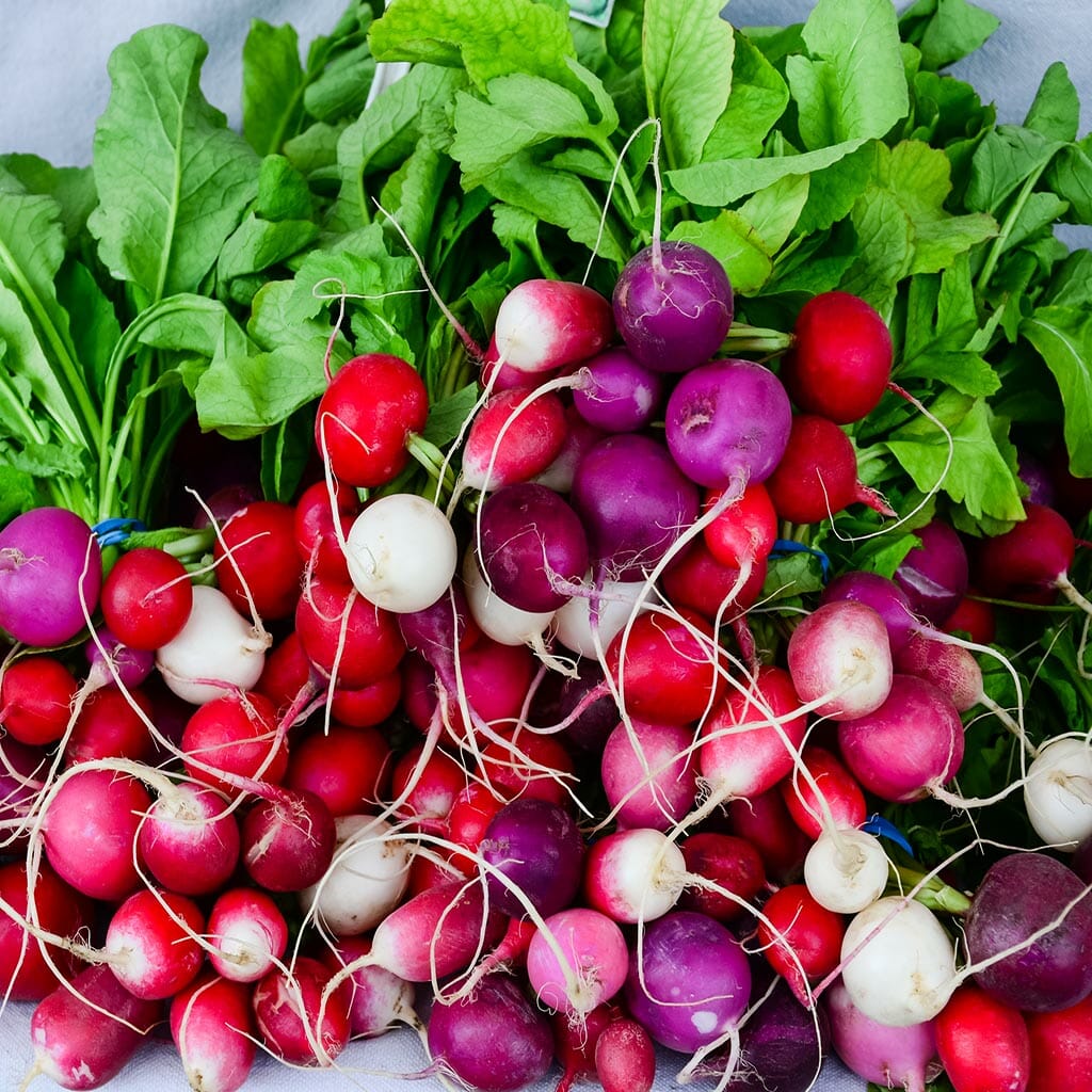 Grow Radishes in Australia 5 Fun Facts Seeds of Plenty
