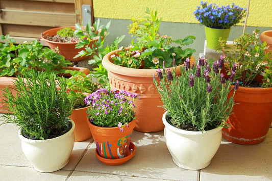 Various Pot Plant Sizes