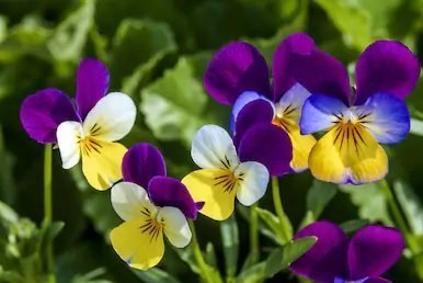 Visual appearance of the five edible flowers