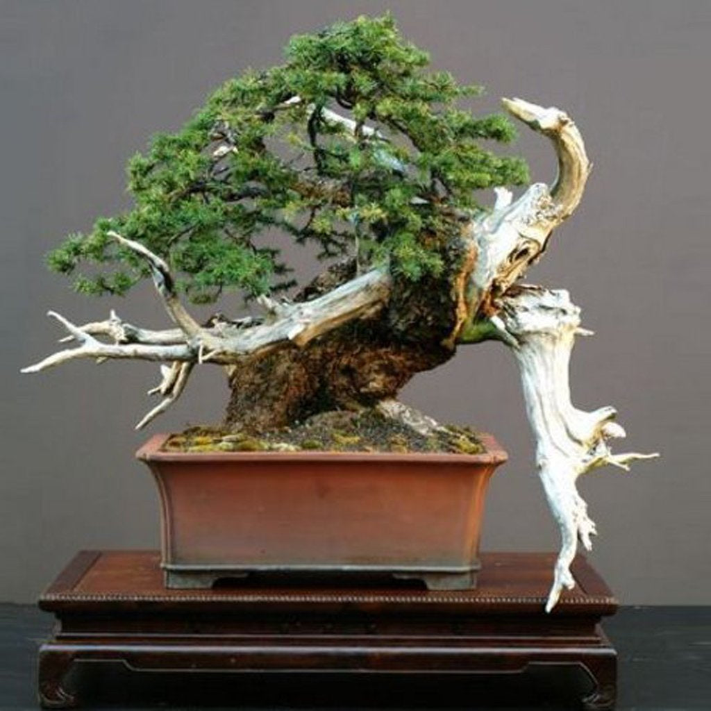 Evergreens / Conifers Bonsai Seeds Buy Online at Seeds of Plenty