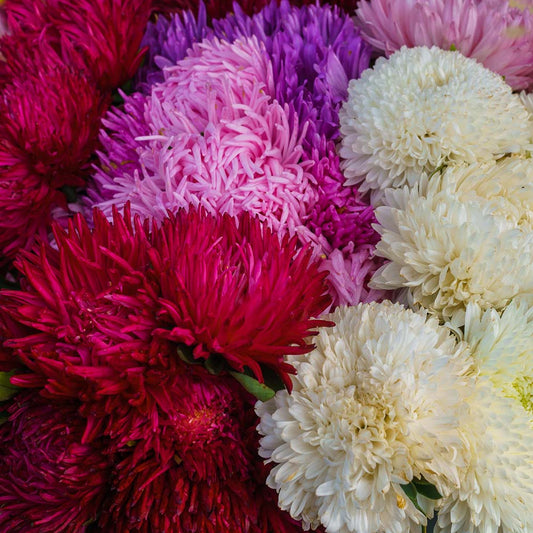 ASTER - Grego Giant  - Callistephus chinensis