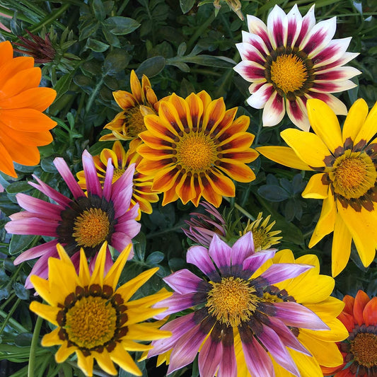 GAZANIA - Sunshine Hybrids