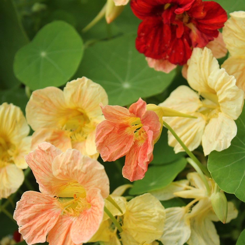 NASTURTIUM - Gleam Hybrida Mix