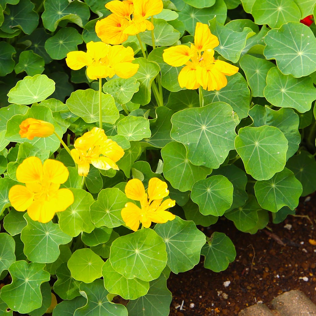 NASTURTIUM - Alaska Gold