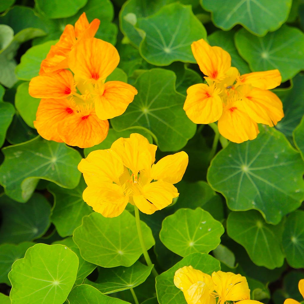 NASTURTIUM - Alaska Gold