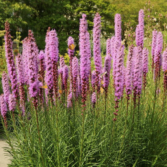 BLAZING STAR FLOWER -  - Liatris spicata