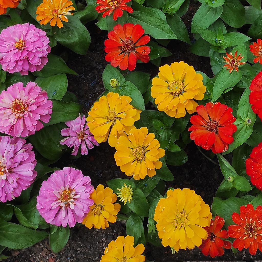 ZINNIA - Pepito Dwarf Mix
