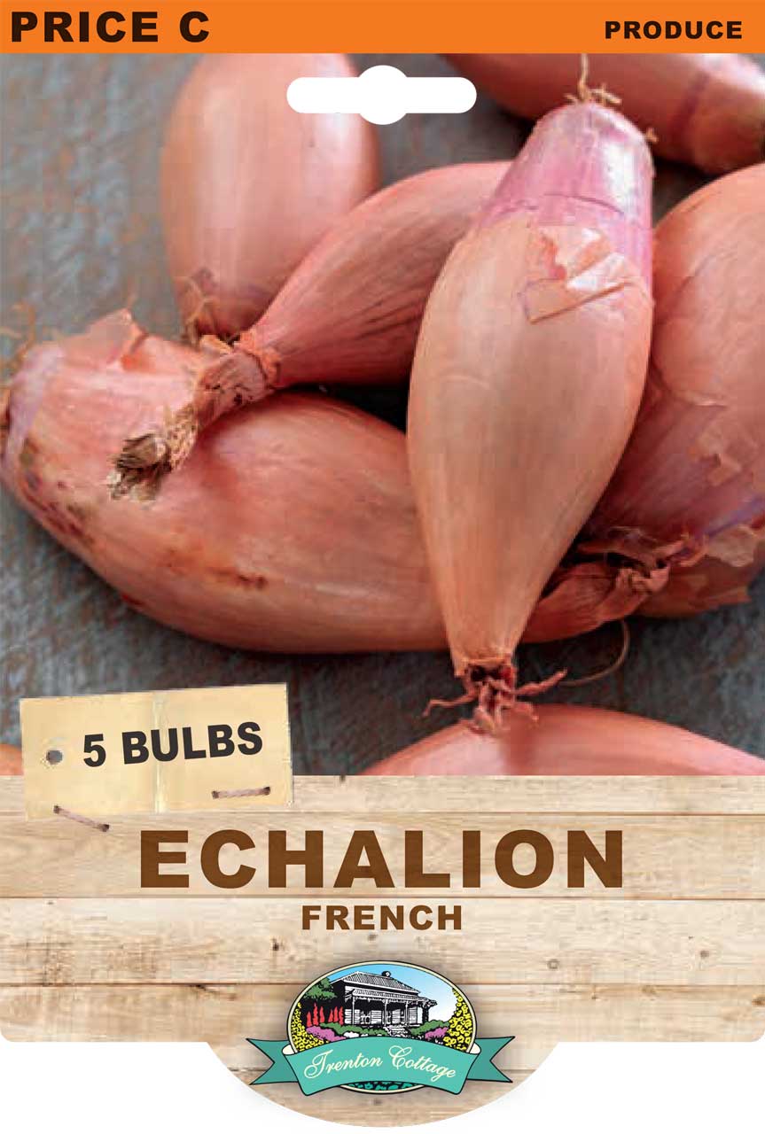 French Echalion (5 Bulbs)
