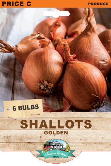 Golden Shallot (6 Bulbs)