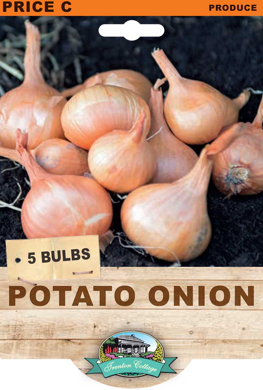 Potato Onion (5 Bulbs)