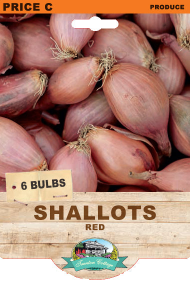 Red Shallot (5 Bulbs)