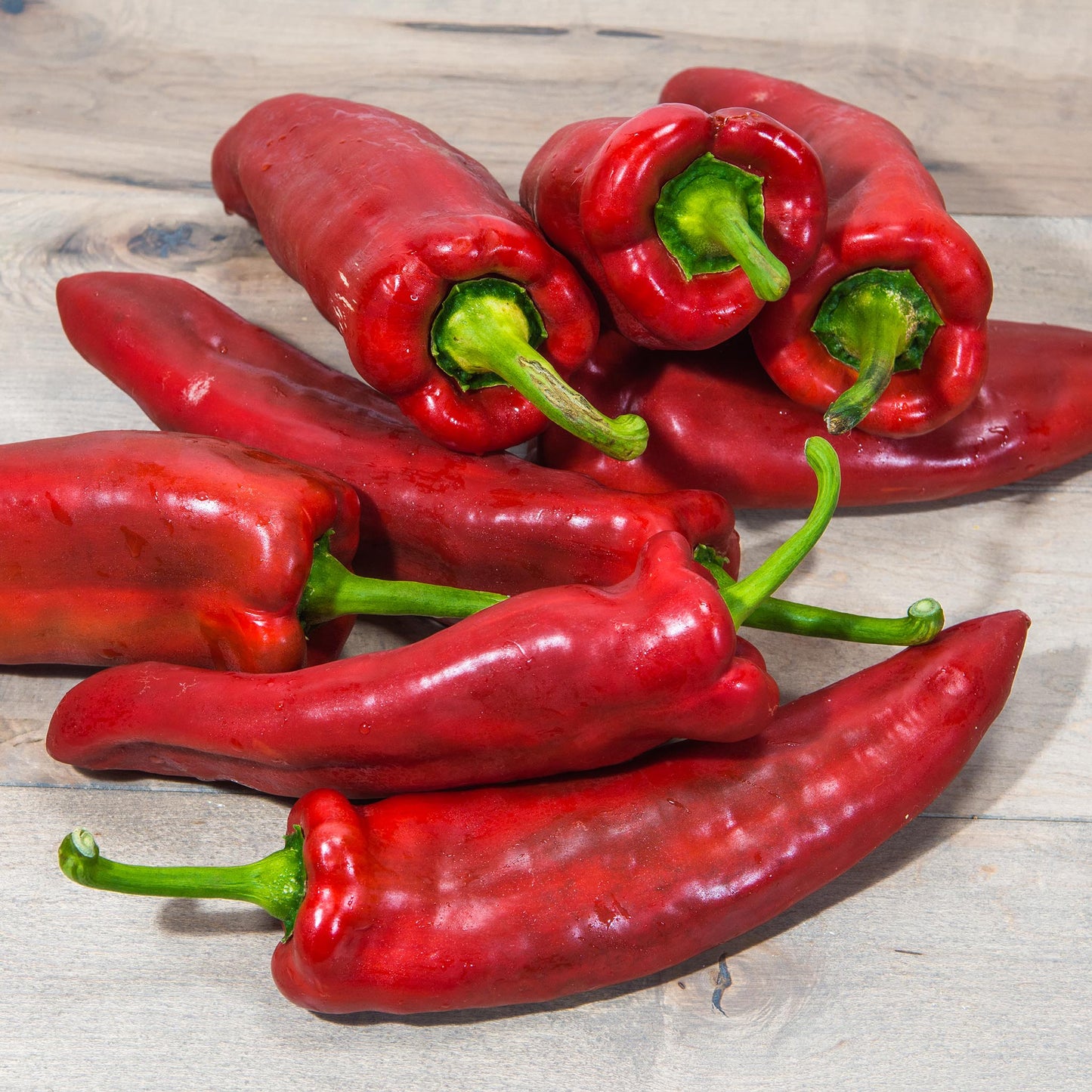 CAPSICUM - Macedonian Red - Capsicum annuum