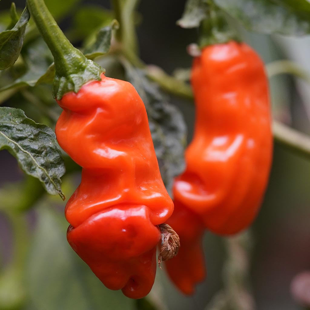 CHILLI PEPPER - Peter Pepper  - Capsicum annuum
