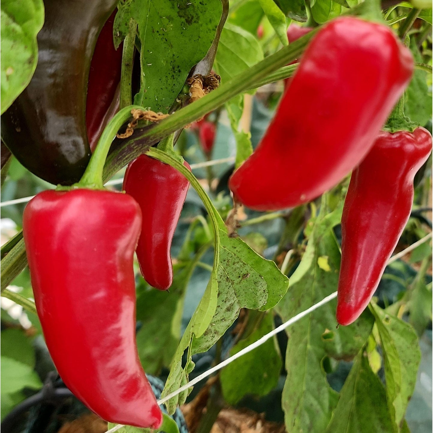 CHILLI PEPPER - Honeypeno  - Capsicum annuum
