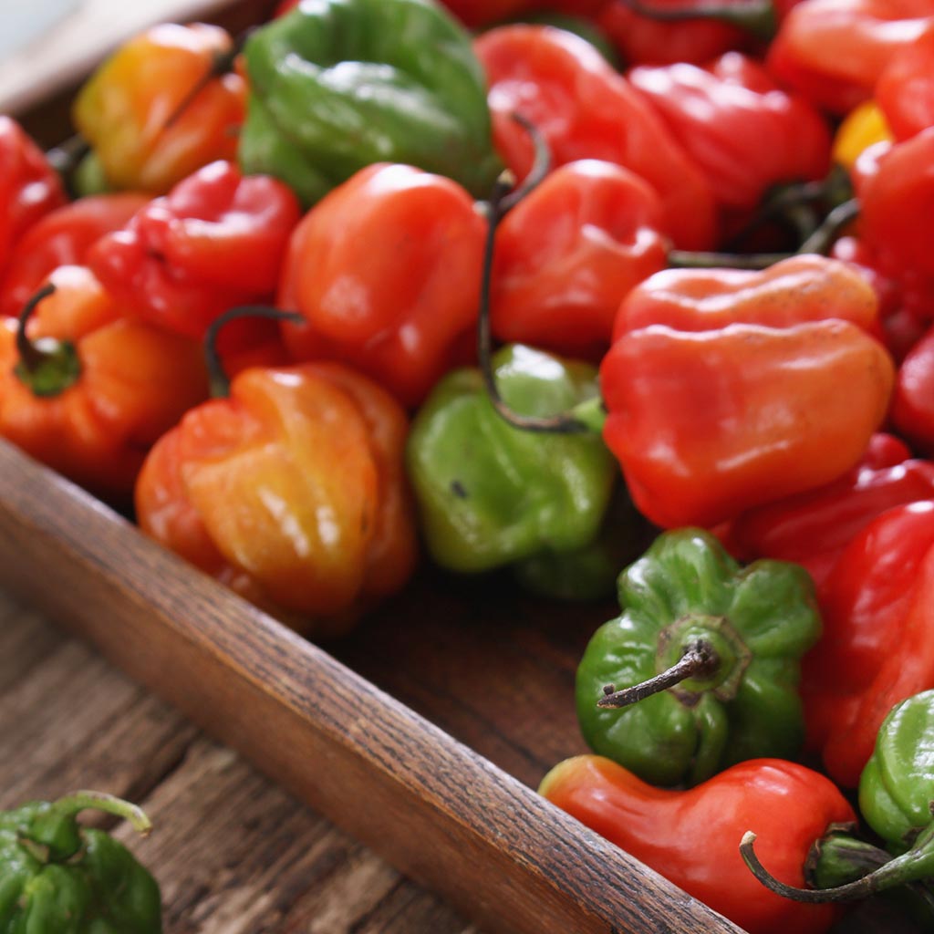 CHILLI PEPPER - Aji Chombo