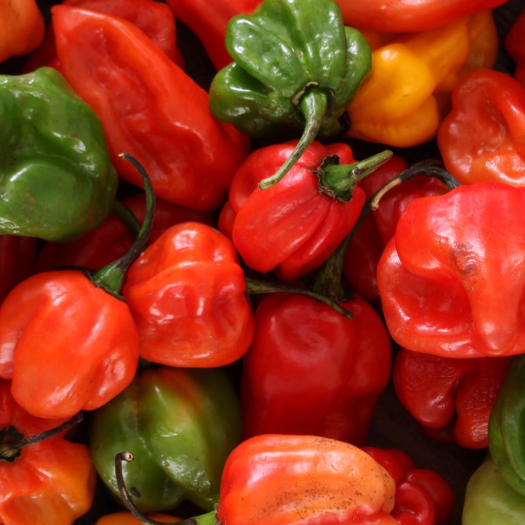 CHILLI PEPPER - Aji Chombo