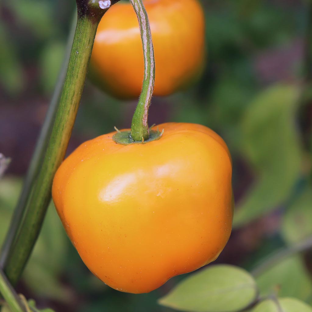 CHILLI PEPPER - Roccoto Orange