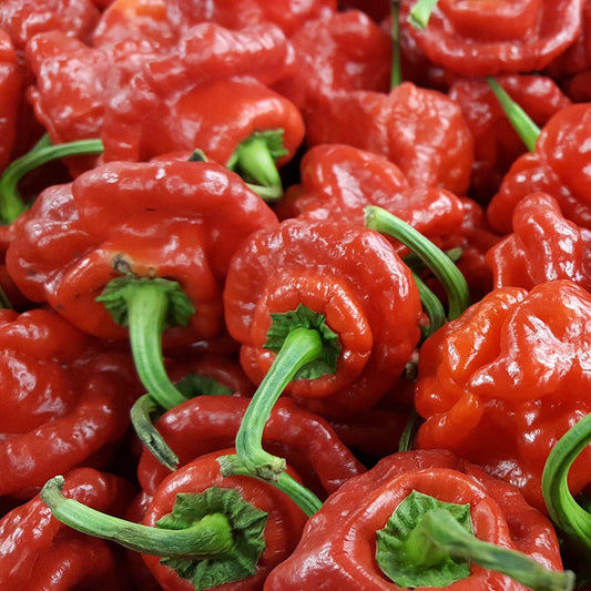 CHILLI PEPPER - Mushroom Cap