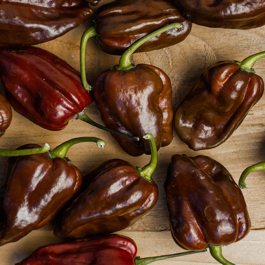 CHILLI PEPPER - Habanero Chocolate
