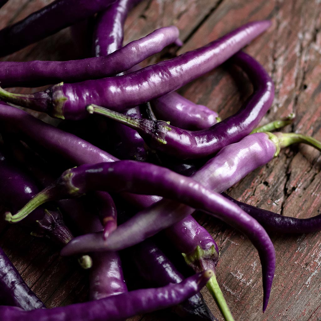 CHILLI PEPPER - Buena Mulata