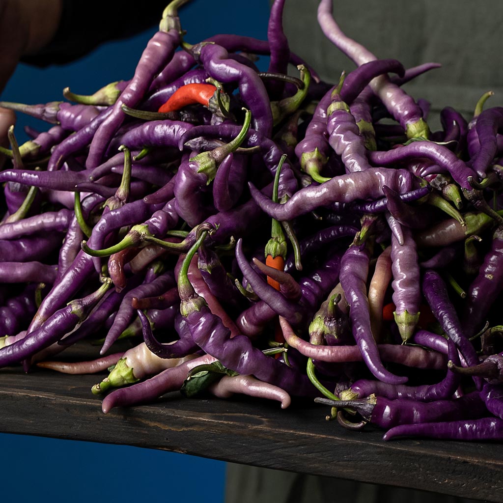 CHILLI PEPPER - Buena Mulata