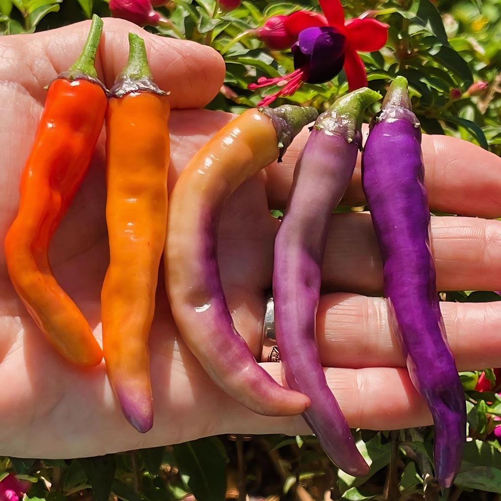 CHILLI PEPPER - Buena Mulata