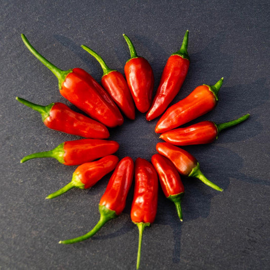 CHILLI PEPPER - African Birds Eye (Piri Piri)