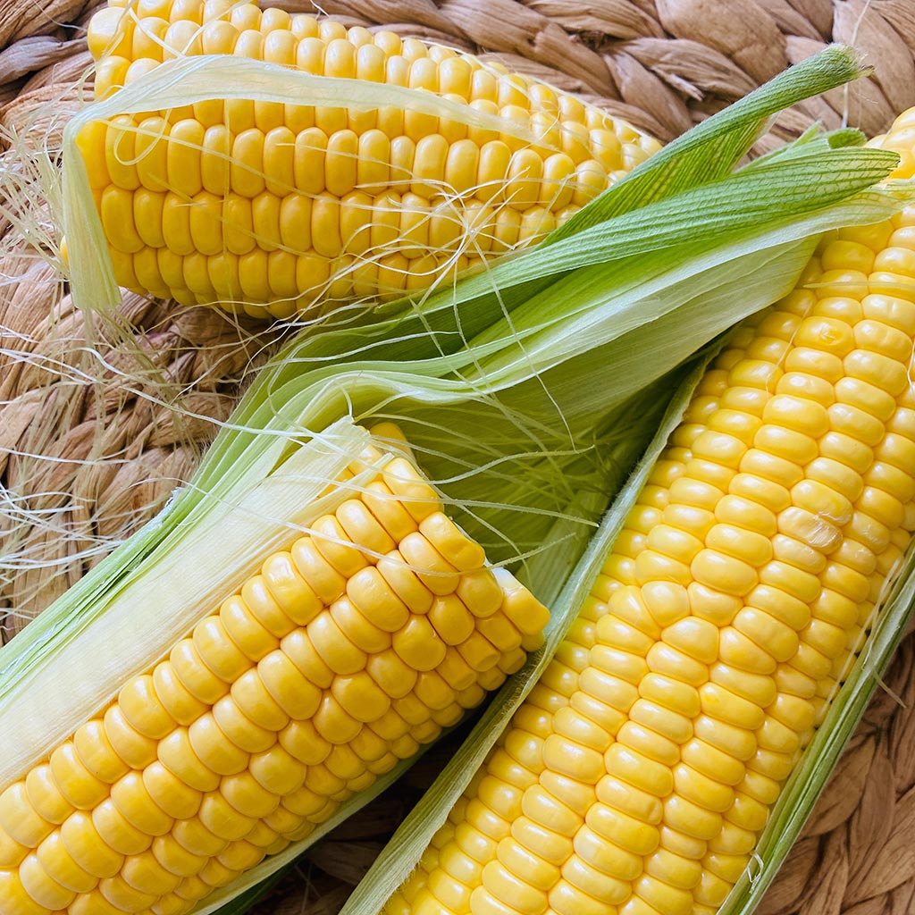 SWEET CORN - Max F1