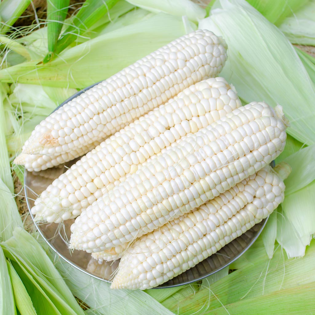 CORN/MAIZE - White