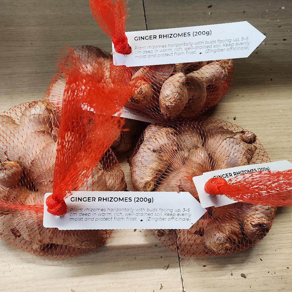 Organically Grown Ginger Rhizomes (200 Grams)