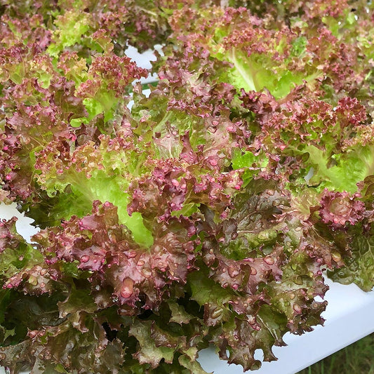 LETTUCE - American Brown