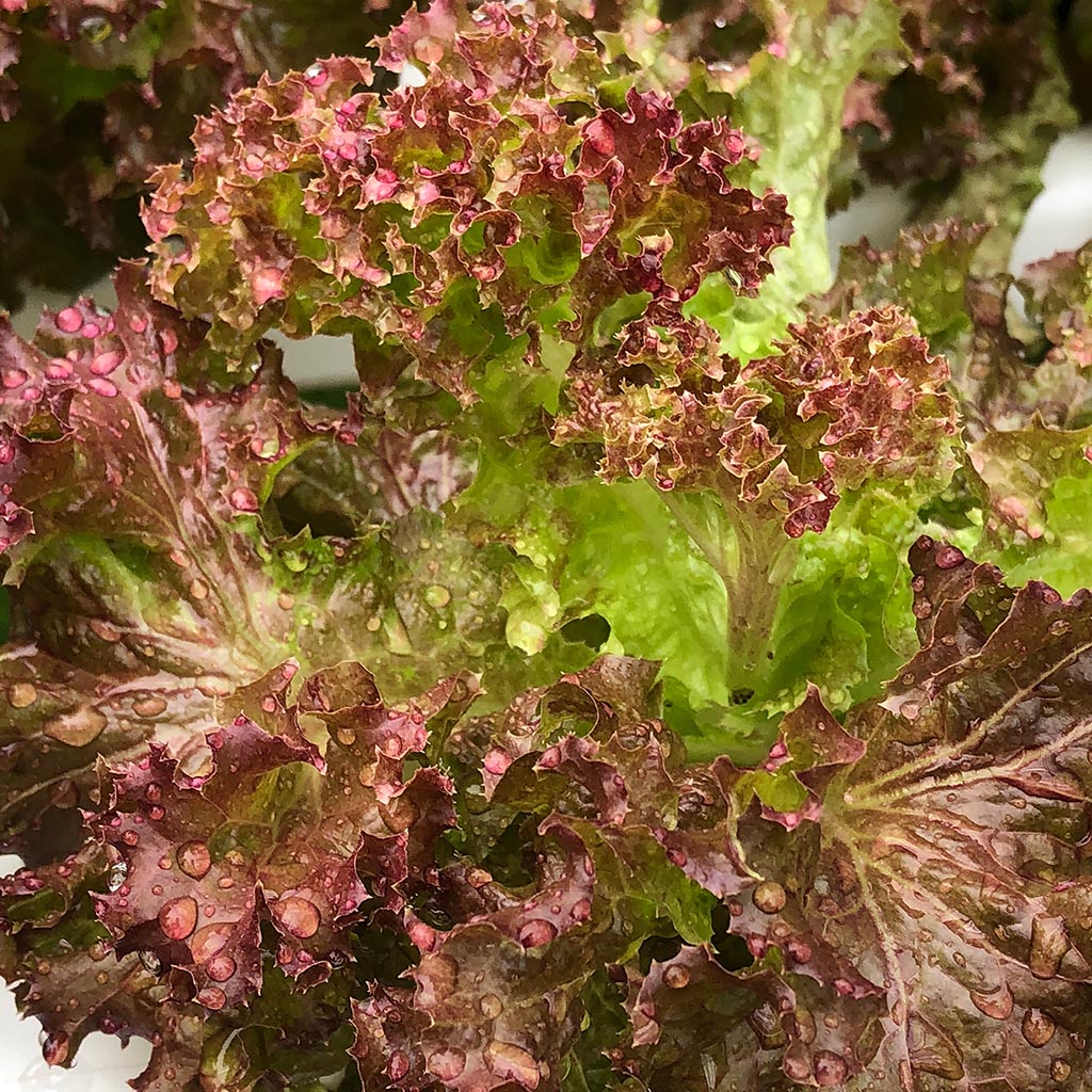 LETTUCE - American Brown