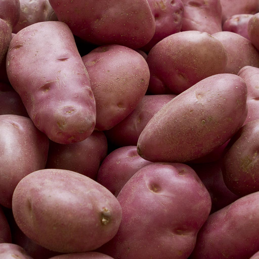 Potato - Desiree (1kg Certified Seed Potato)