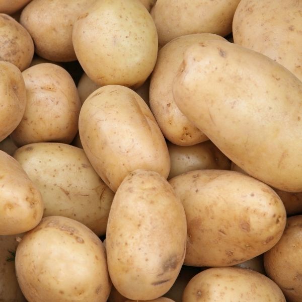 Potato - White Star