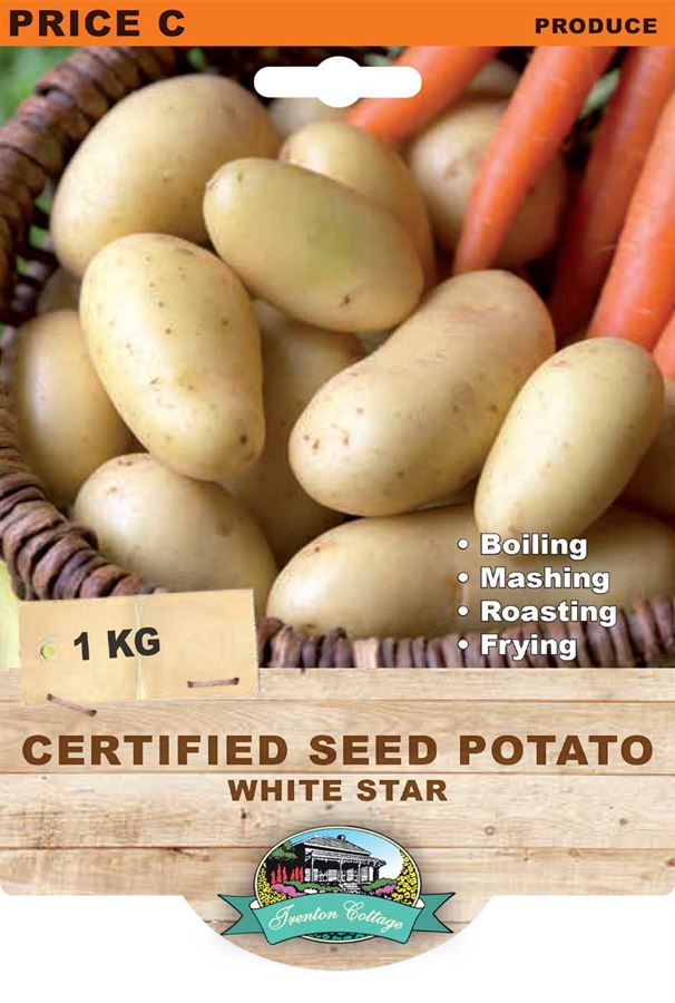 Potato - White Star