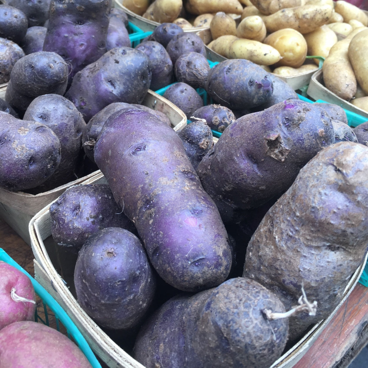 Potato - Imperial Blue (1kg Certified Seed Potato)