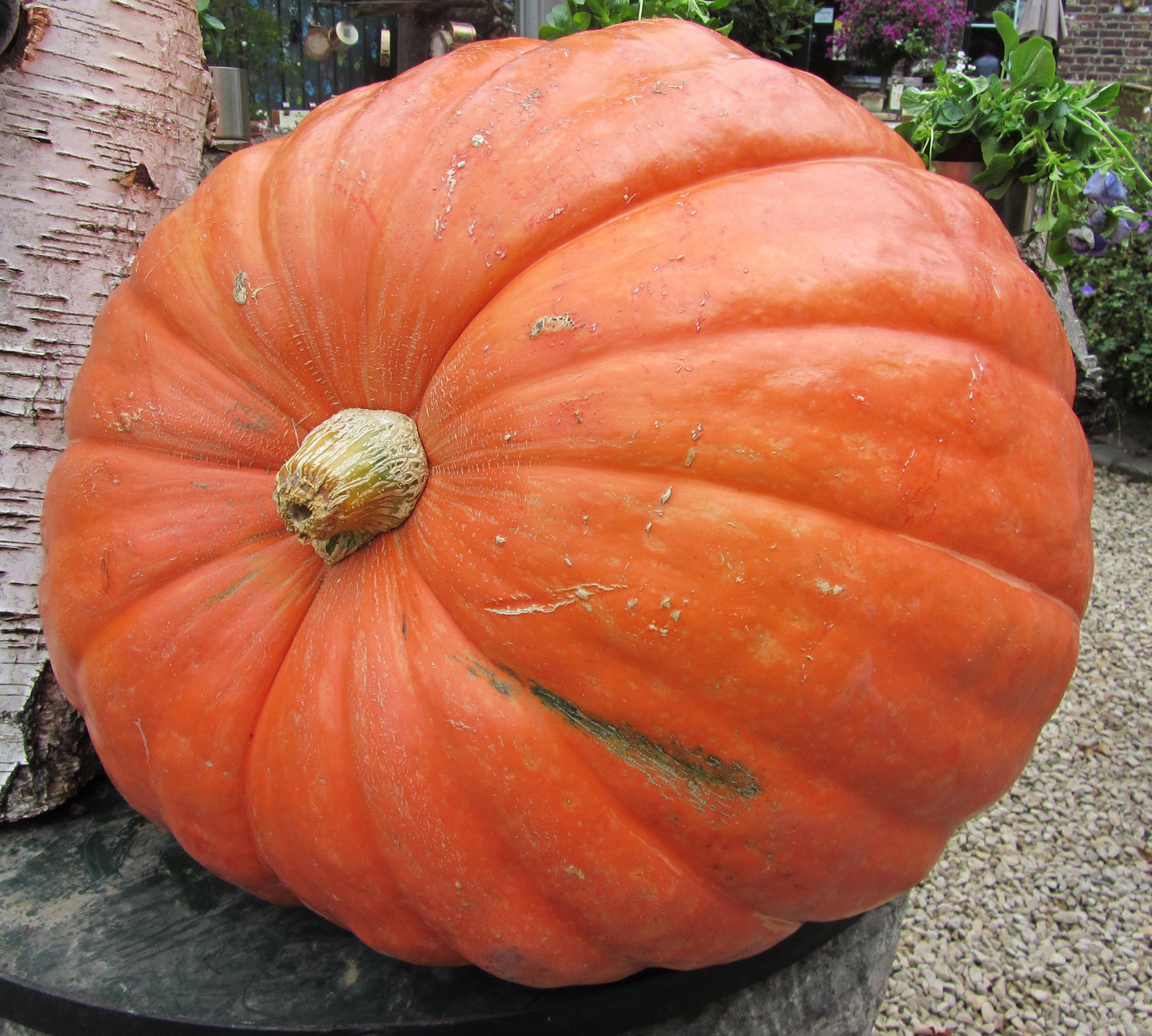 PUMPKIN - Big Max - Cucurbita maxima