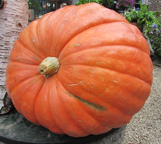 PUMPKIN - Big Max  - Cucurbita maxima