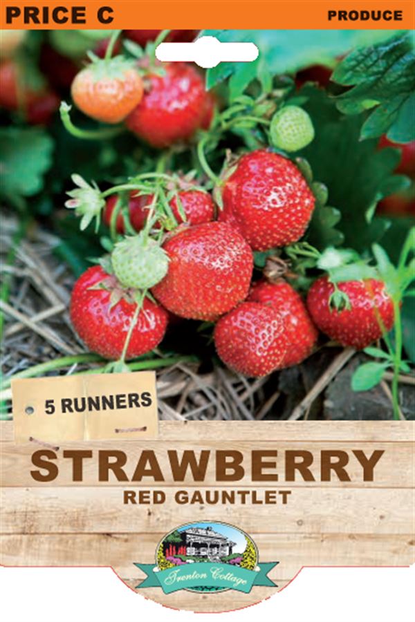 Strawberry - Red Gauntlet (5 Runners)