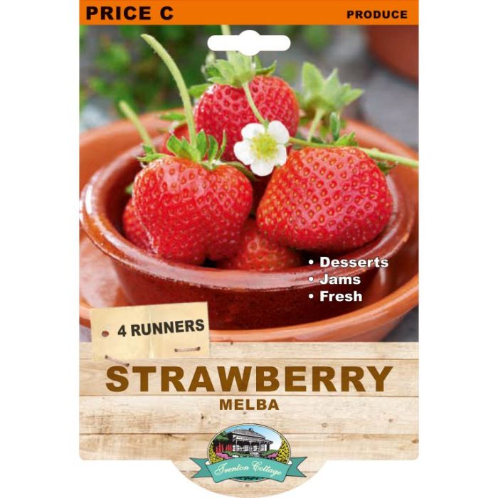 Strawberry - Melba (4 Runners)