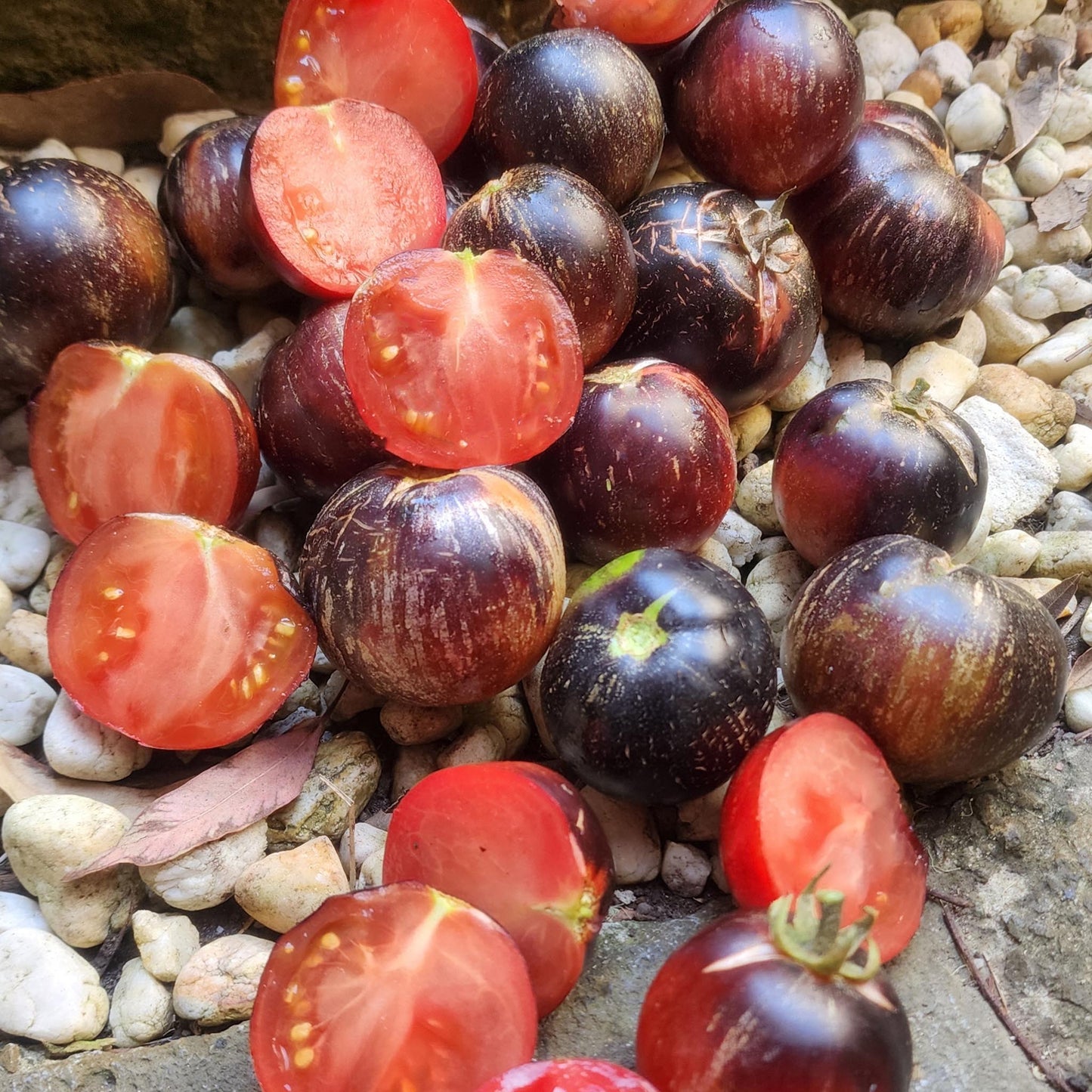 DWARF TOMATO - Gondwana Lightning