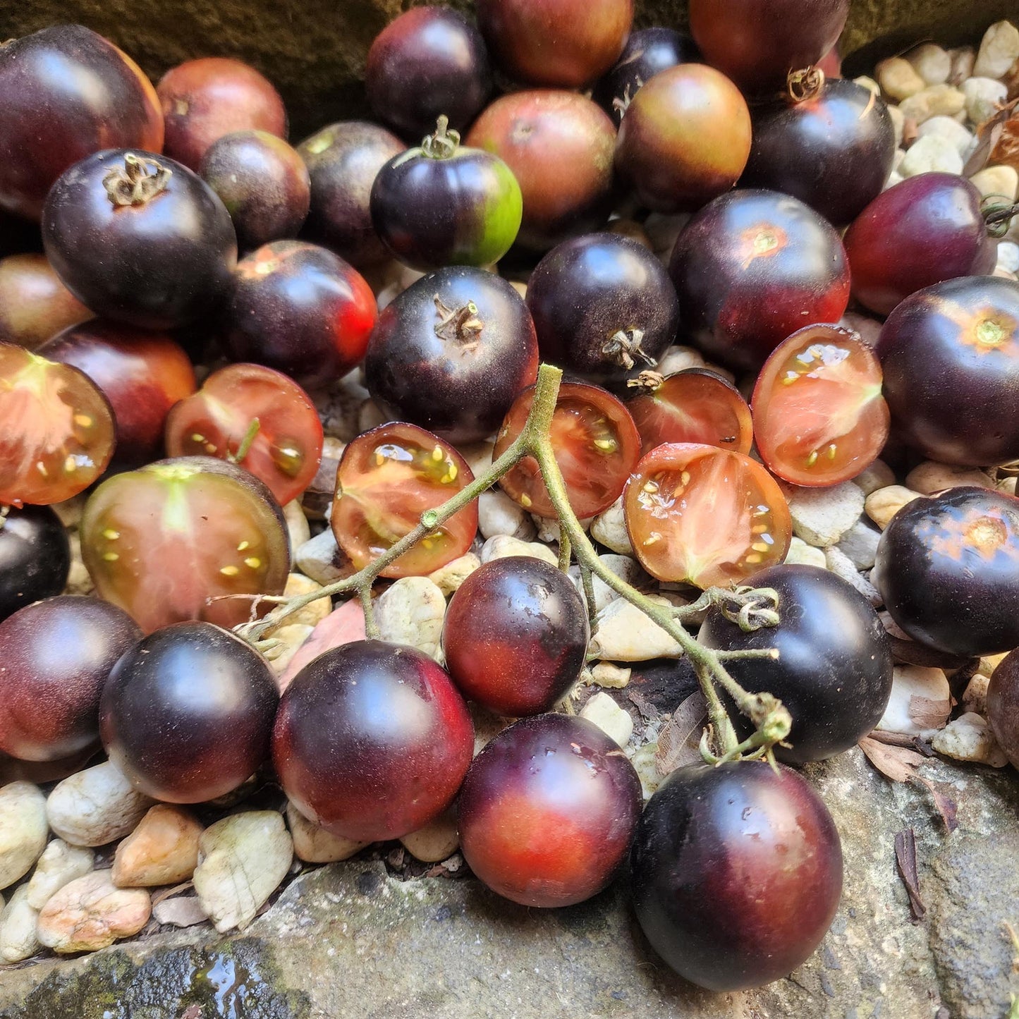 DWARF TOMATO - Gondwana Thunder - Lycopersicon esculentum