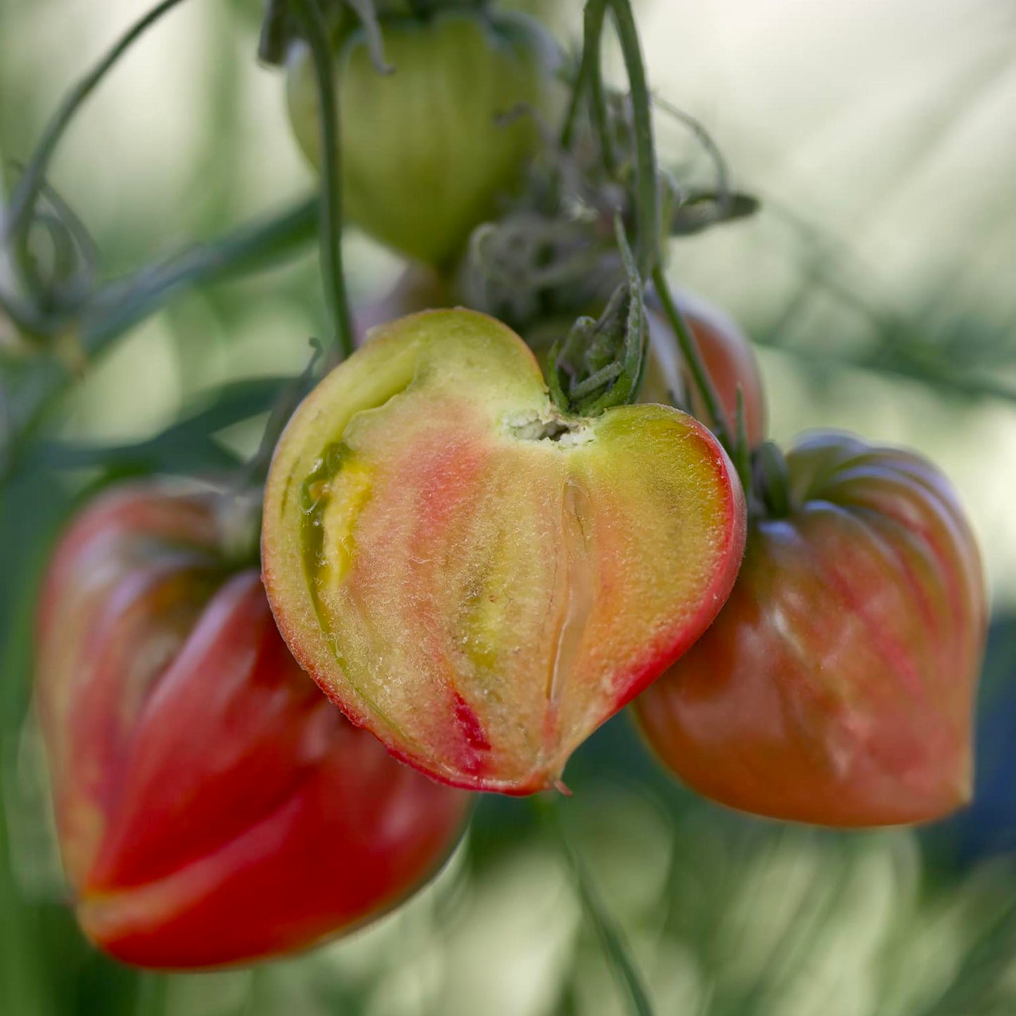 TOMATO - Taiga