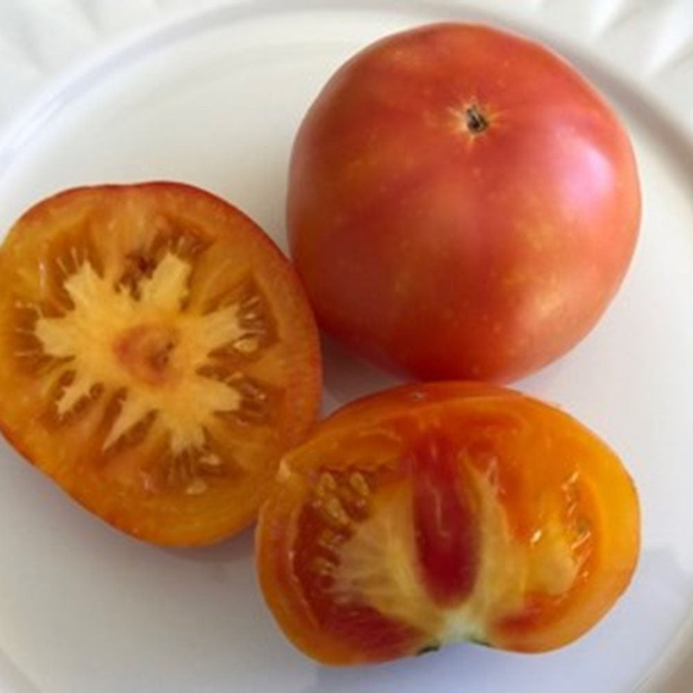 TOMATO - Karma Peach - Lycopersicon esculentum