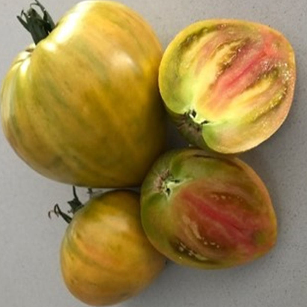 TOMATO - True Colours - Lycopersicon esculentum