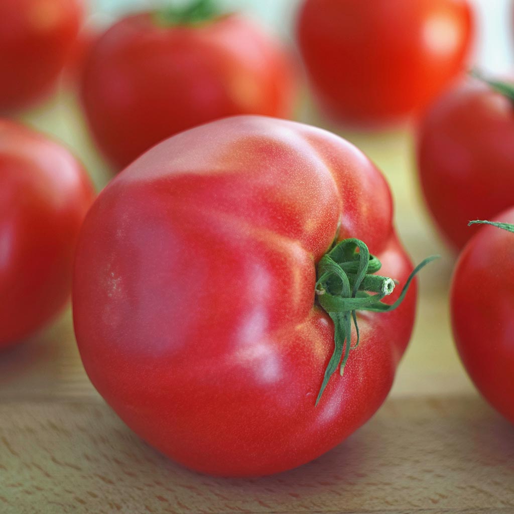 DWARF TOMATO - Malley Rose - Lycopersicon esculentum
